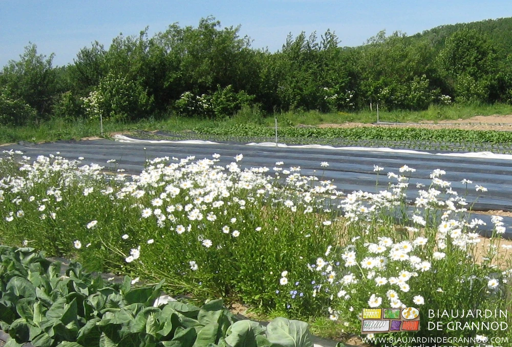 photo de magnifiques fleurs de marguerite au bord d'un carré en cours d'occultation