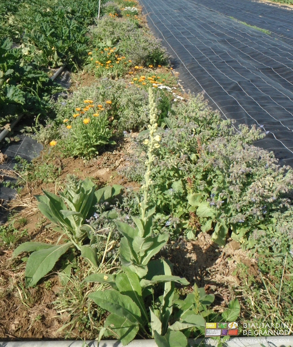 photo de souci, bourrache, molène, en fleur entre courgette et occultation