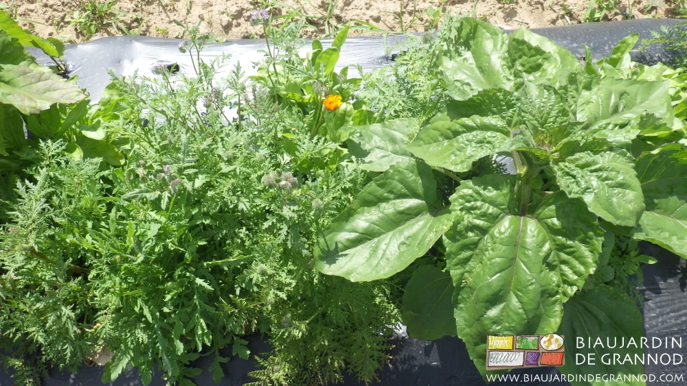 photo de tournesol jeune et phacélie en début floraison sur biodégradable