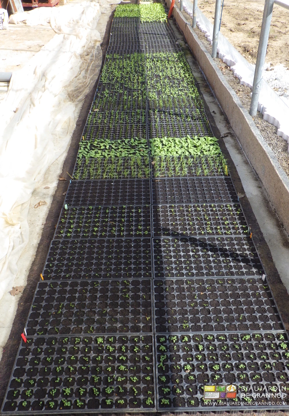 photo de plaques de mottes de fleur élevées dans notre serre solaire bioclimatique