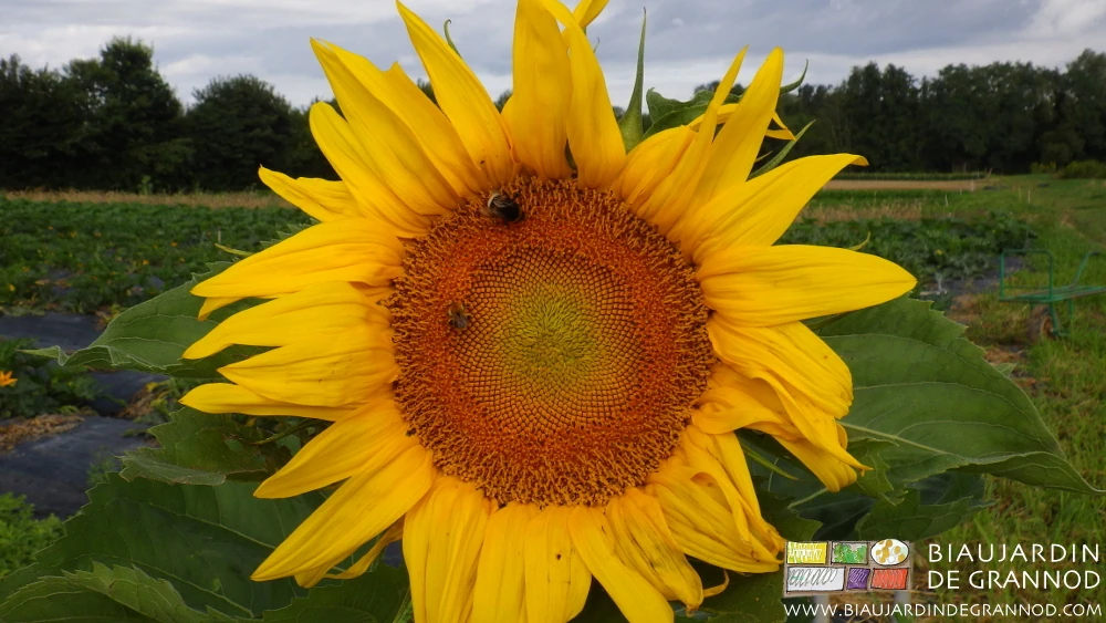 photo de tournesol en fleurs dans une bande fleurie entre cultures sur planche filmée