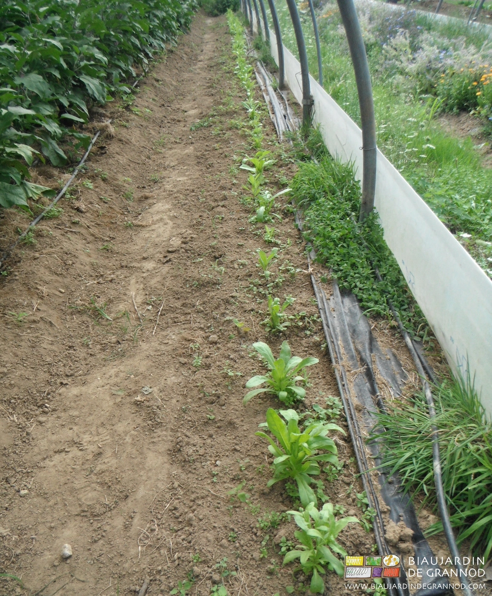 photo de bordure de souci bleuet sous tunnel près d'aubergines