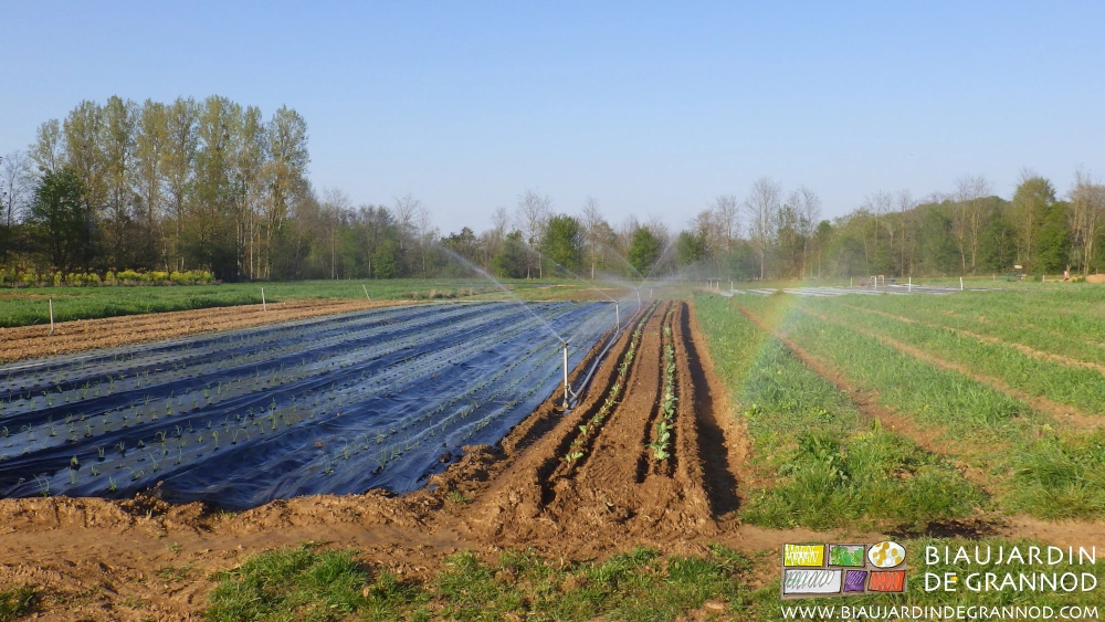 phot de l'arrosage de reprise d'une bande fleurie juste après sa plantation