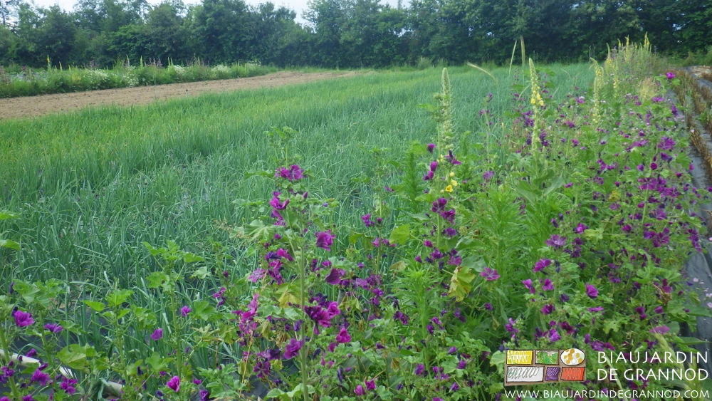 photo de bande fleurie riche en mauve à coté d'un carré d'oignon