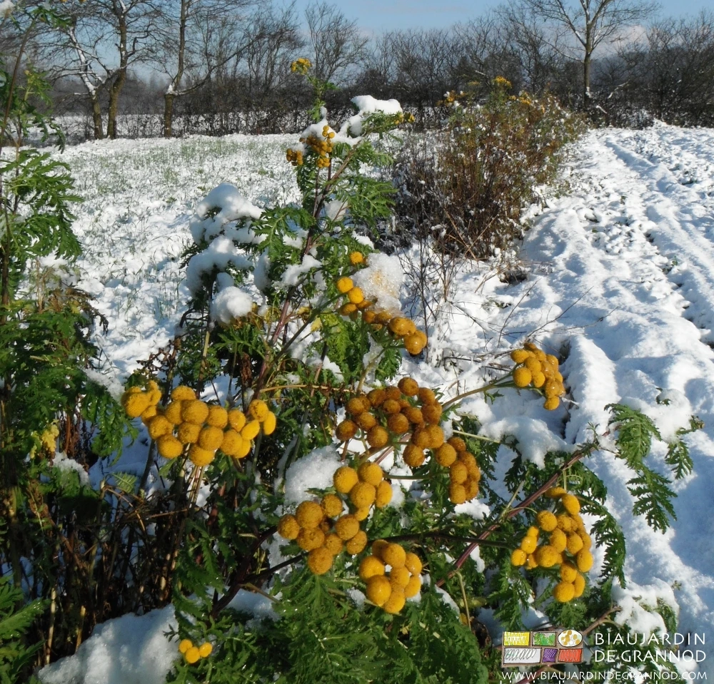 photo de bande fleurie avec tanaisie épanouie... sous la neige