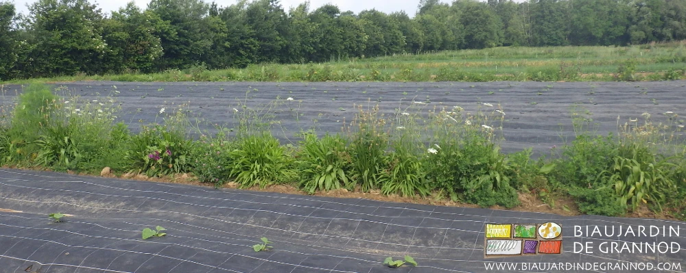 photo d'une bande fleurie en début de floraison près de courges récemment repiquées