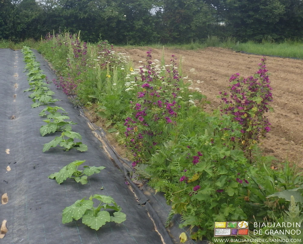 entre culture sur toile et planches prêtes, photo de bande fleurie avec mauve