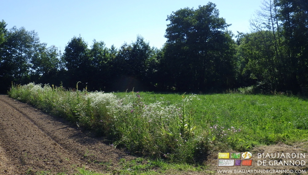 photo ensoleillée de bande fleurie longeant engrais vert près d'une haie bocagère