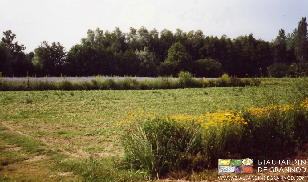 photo des premières difficultés, certaines espèces envahissent et étouffent les autres