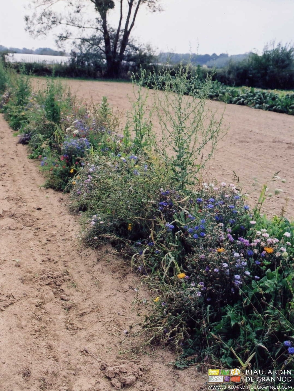 photo des premières bandes fleuries pour "amener" les auxiliaires au jardin.