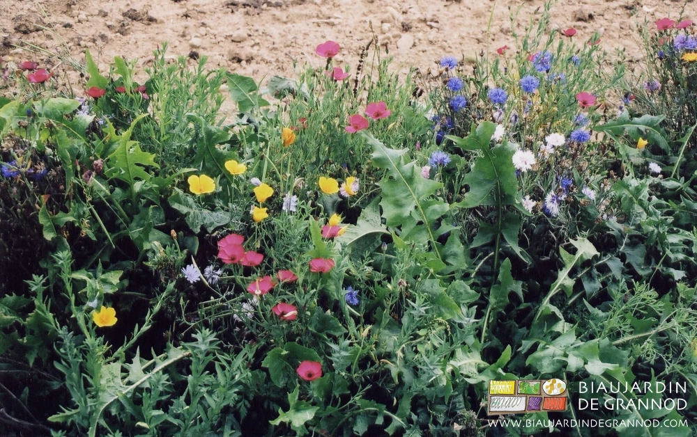 photo multicolore d'un des mélanges de nos premières bandes fleuries de 2001