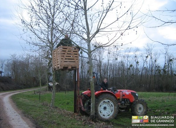 photo du mât lève palette en mode nacelle pour tailler des branches hautes des arbres