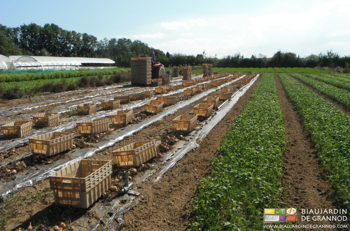 photo au jardin de la récolte d'oignon en cagettes empilées sur palette chargées par le mât lève palette