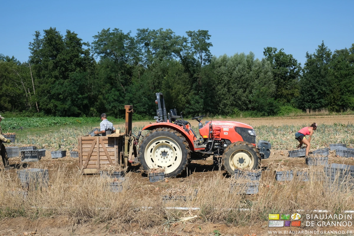 photo de remplissage manuel au champ d'un palox d'oignon