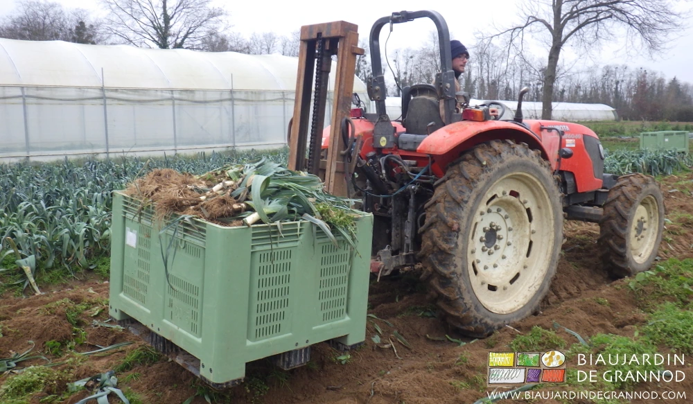photo de poireau récolté en palox sorti du jardin avec le mât lève-palette