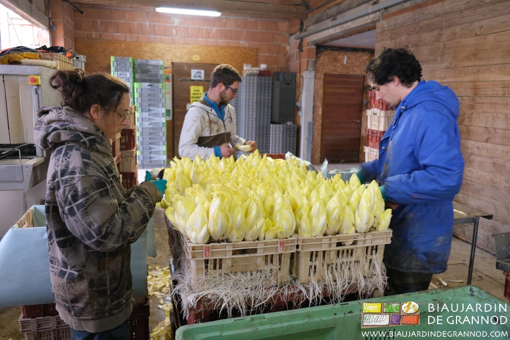 photo de toute l'équipe autour d'une table pour le cassage des endives