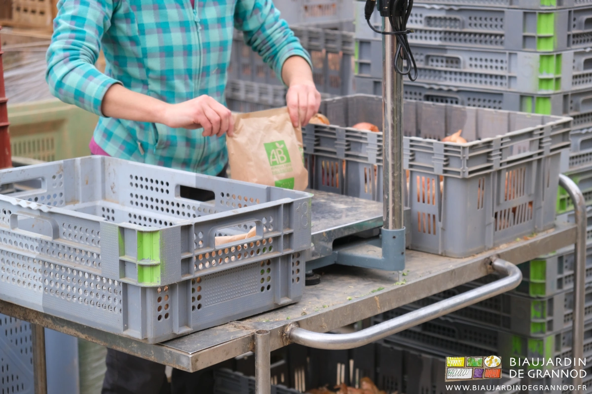photo des mains d'Émilie pesant des sacs d'oignon sur tablette roulante