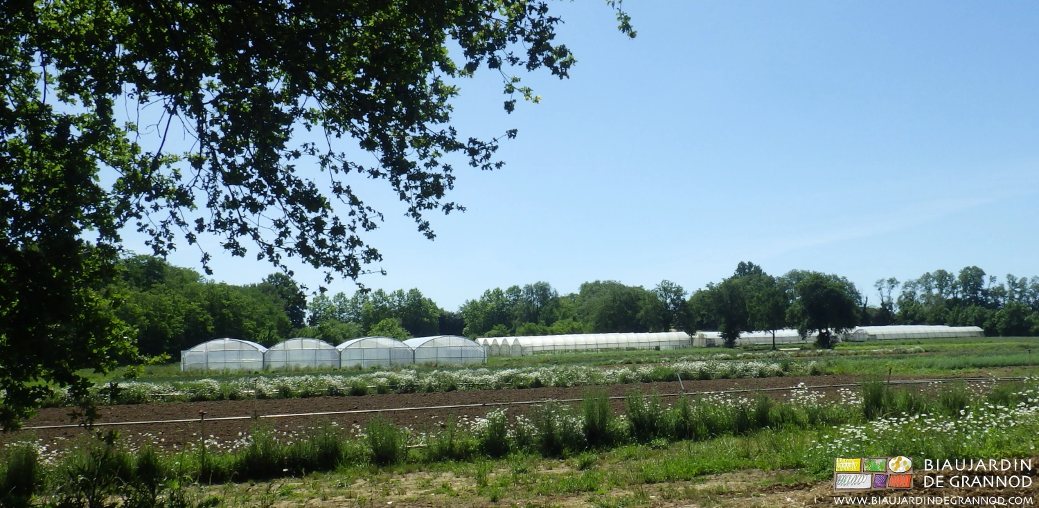 Photo du jardin : légumes, bandes fleuries, tunnels, bocage, grands arbres, engrais verts, etc...