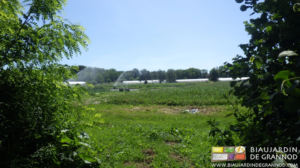 Photo de notre jardin extensif : allées, bocage, engrais verts, entourant une production efficace
