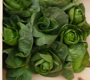 photo de petites pommes de chicorée grumolo verte sur caisse bois