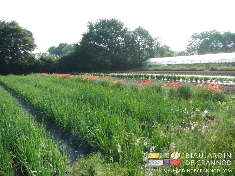 photo d'un carré d'oignon longé d'une bande fleurie rouge de coquelicot