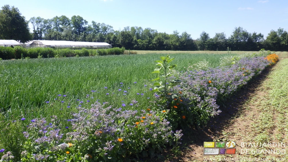 photo d'une bande fleurie orange de souci, bleue de centaurée, bourrache près du carré d'oignon