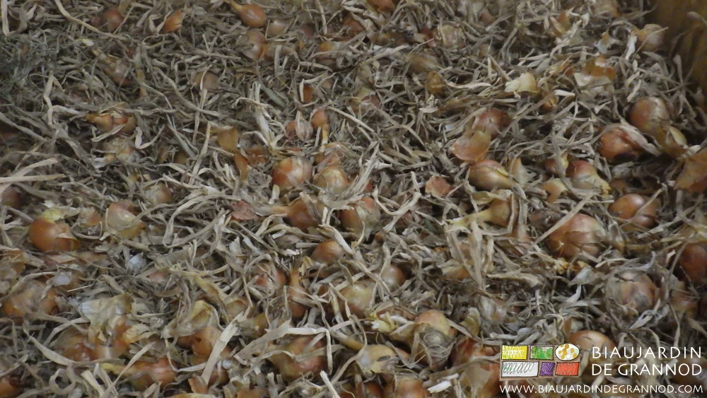 vue d'oignon jaune la queue maintenant sèche en palox apte à longue conservation
