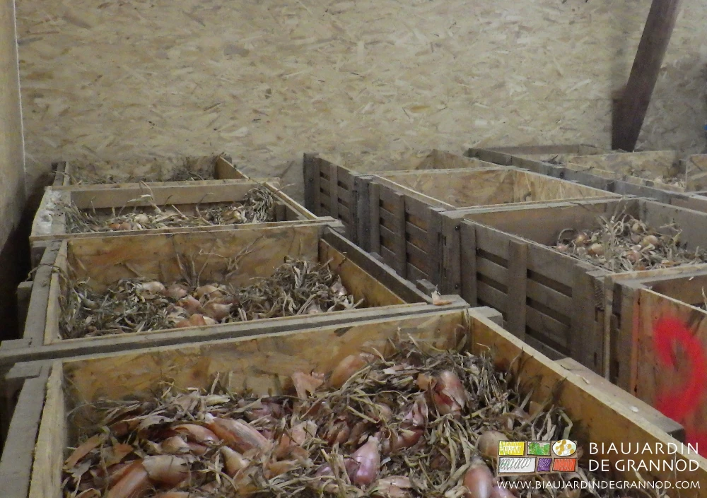 photo des palox remplis d'oignon en cours de séchage