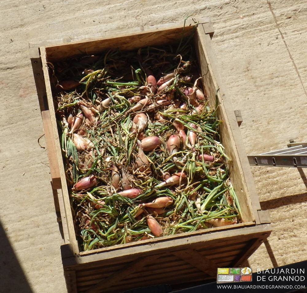photo de joli oignon cuisse de poulet en attente de mise en ventilation dans le local à oignon