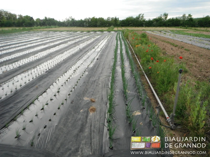 photo des allées installées entre les planche et bien sûr à côté d'une bande fleurie
