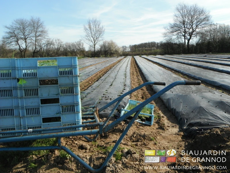 photo des caisses de motte sur brouette en cours de plantation sur planches filmées