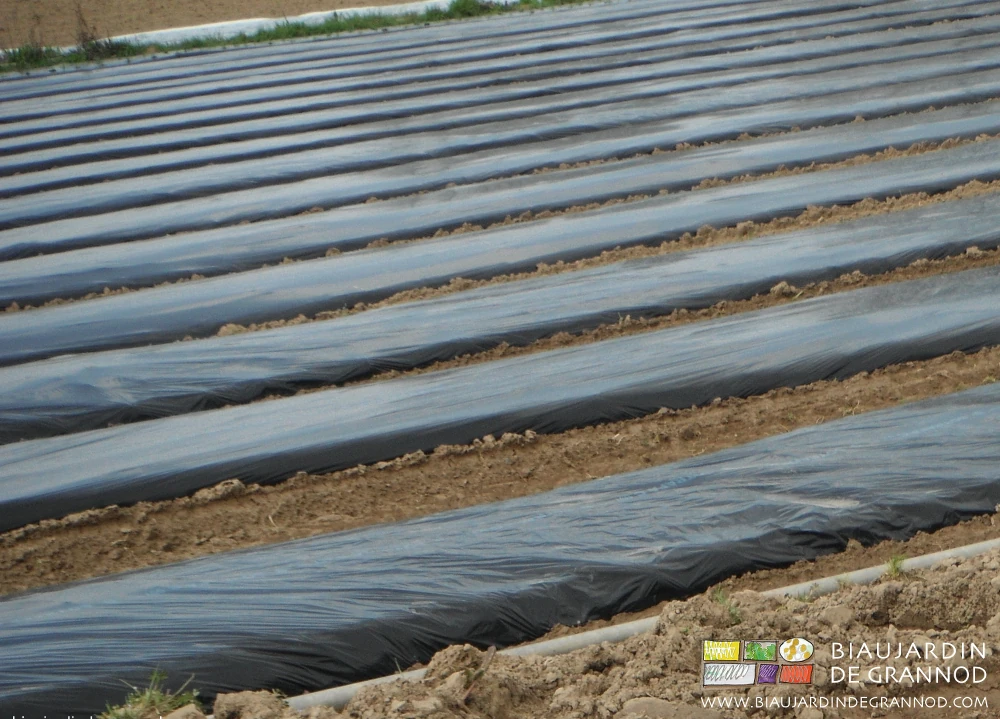photo des planches filmées avant plantation des mottes d'oignon