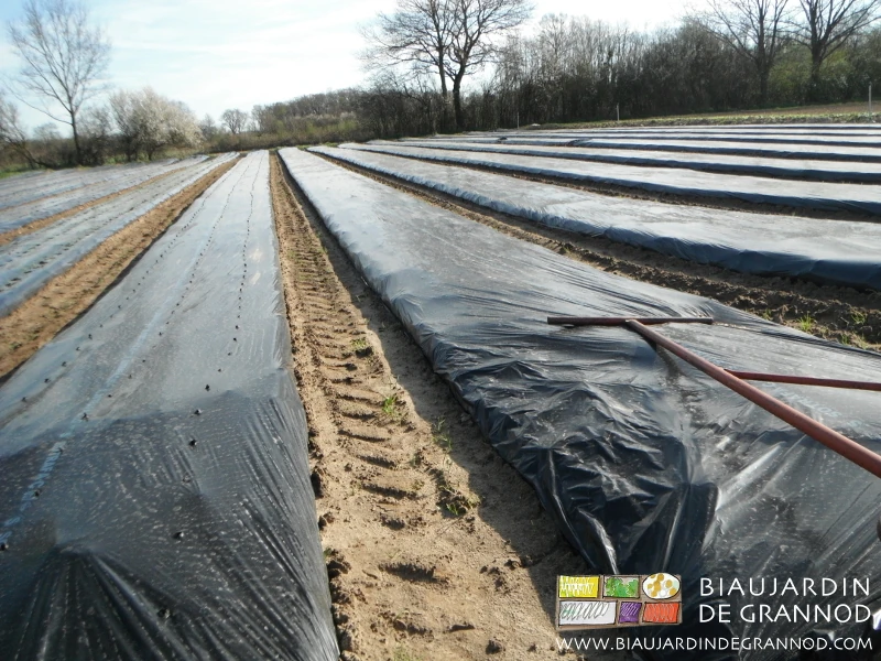 photo des films percés à bonne distance