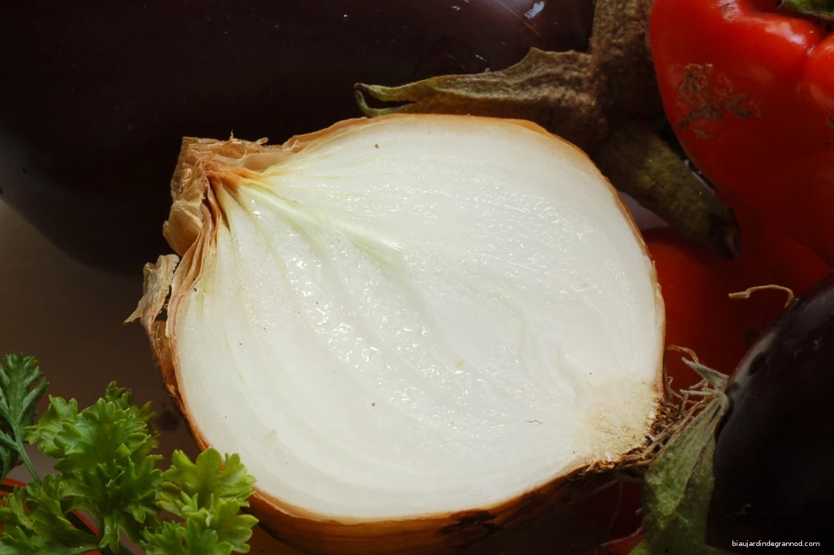 photo signée Serge d'un bel oignon coupé en deux incitant à la cuisine