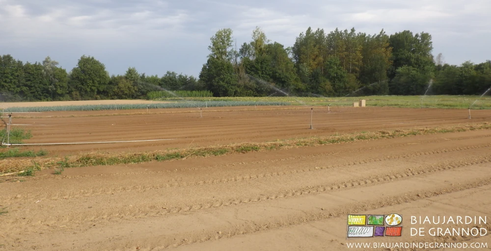 photo des planches d'oignon en cours d'arrosage après travail du sol de reprise