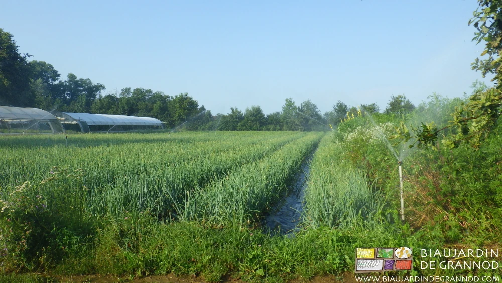 photo de l'arrosage en cours sur les carrés d'oignon