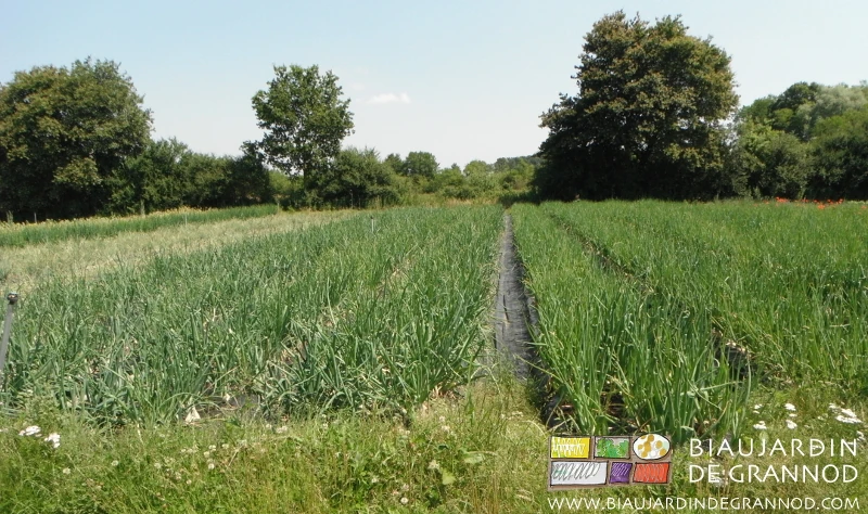 photo d'une allée en bout de carré d'oignon riche d'achillée