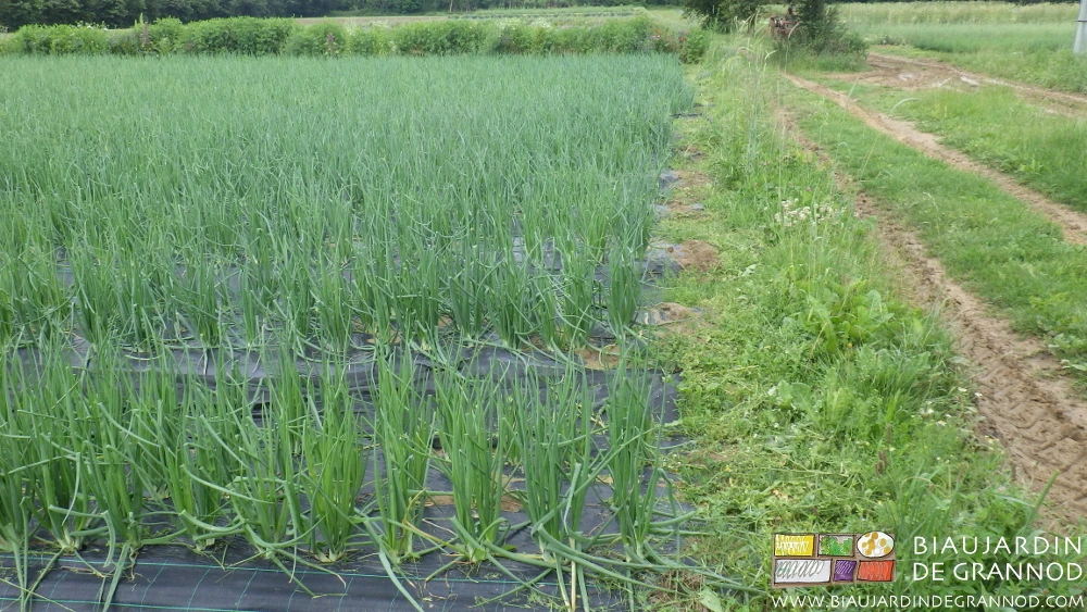 photo de fauche partielle et sélective de l'allée en bout des planches d'oignon