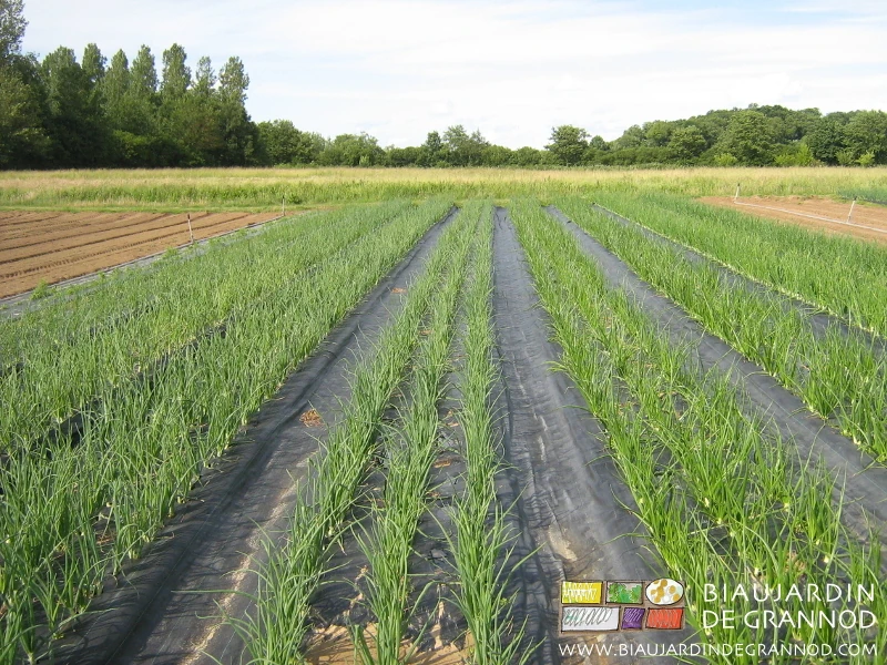 photo du carré d'oignon en début de croissance avec la méthode corse