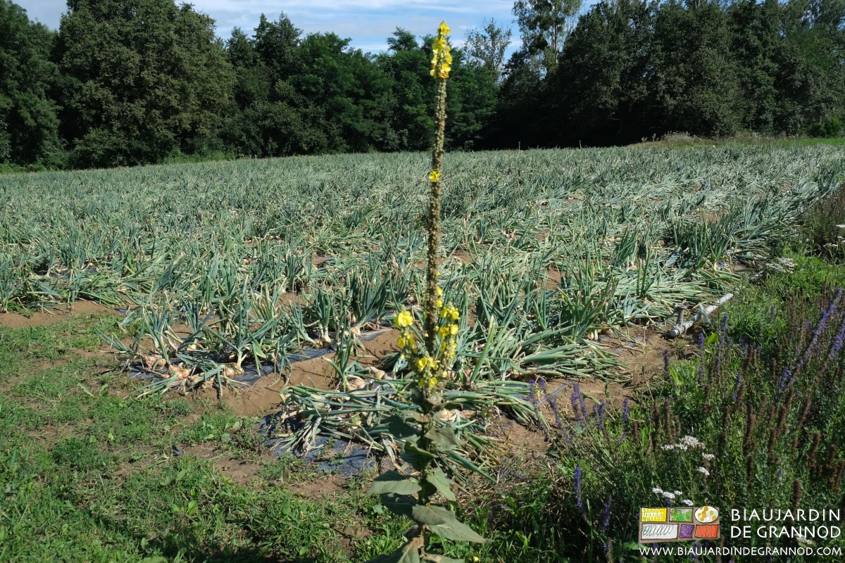 photo de l'oignon stade début tombaison à côté d'une molène en fleur jaune