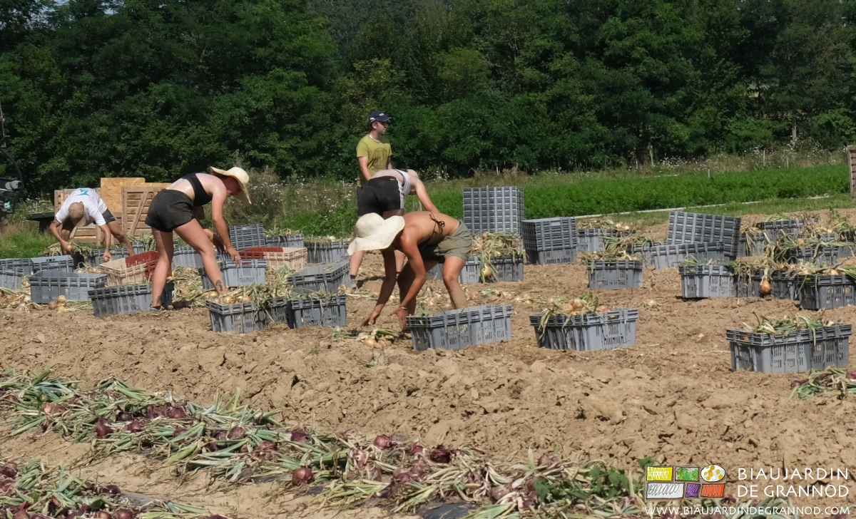 photo de toute l'équipe penchée pour ramasser les oignons en cagette