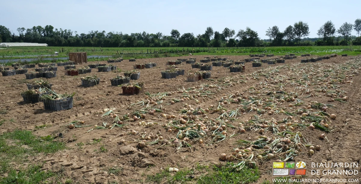 vue d'ensemble du carré d'oignon moitié rangé en nombreuses cagettes