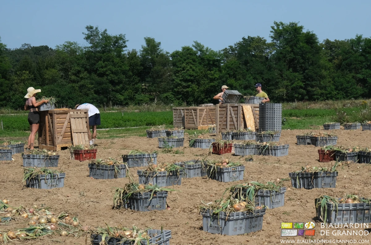 photo de remplissage des palox en y vidant les cagettes