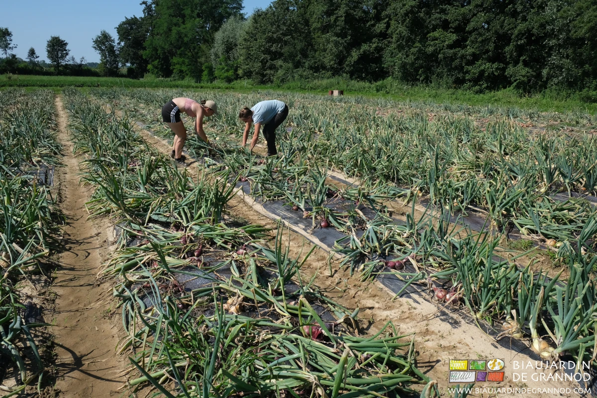 photo d'arrachage manuel sur une petite surface