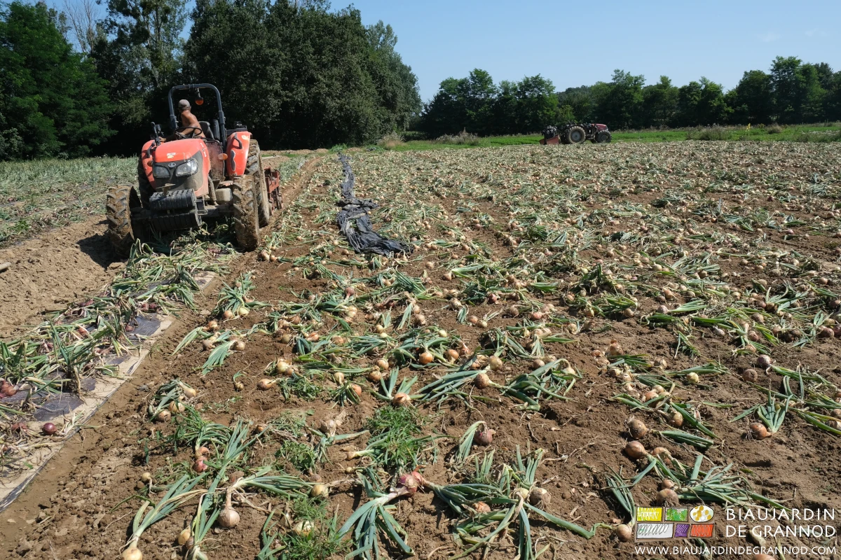 photo du carré en cours d'arrachage, ses oignons exposés au soleil