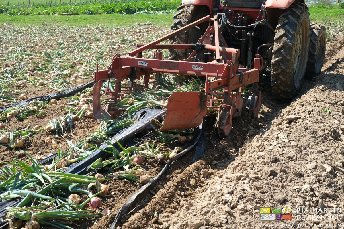 photo de l'arracheuse qui soulève oignon et film noir
