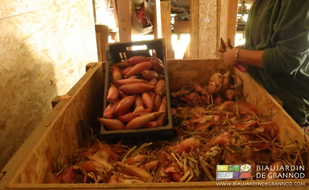 photo de caisse d'oignon en cours de nettoyage manuel dans le local