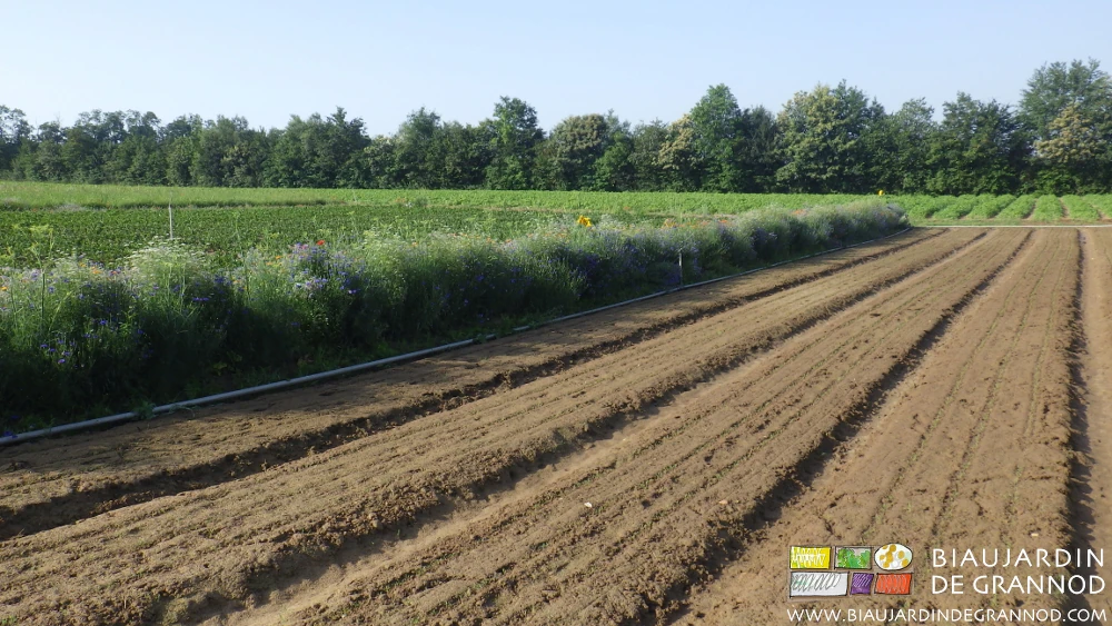 photo de bande fleurie bleue, jaune et blanche pour auxiliaires le long d'un carré de carotte