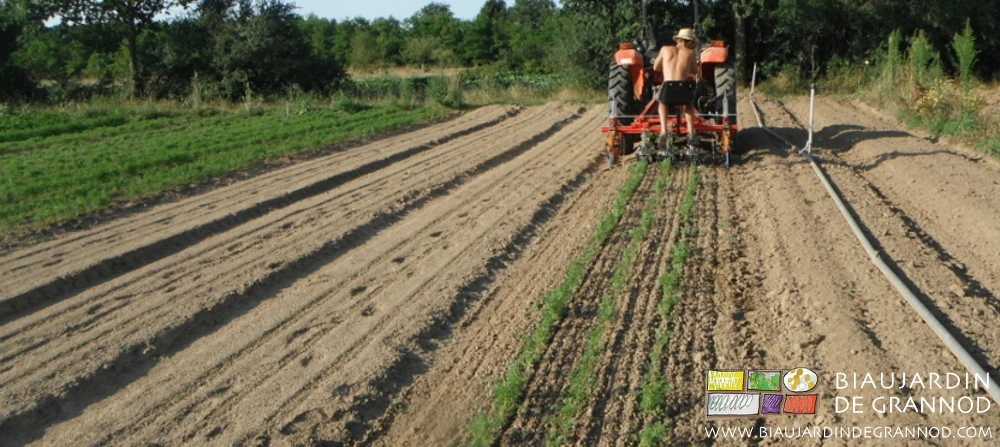 photo du travail en cours avec la bineuse Duo équipée des herses