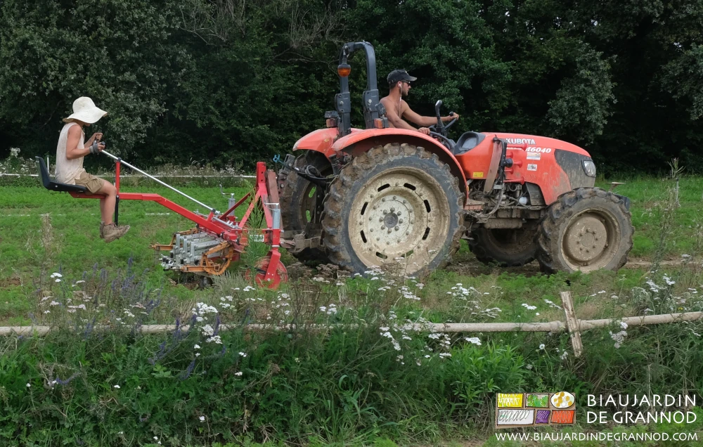 vue depuis la bande fleurie du binage de reprise pour remédier au piétinement des carrés de carotte